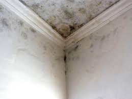 Best Comprehensive Air Testing for Mold Contaminants in West Hill, OH