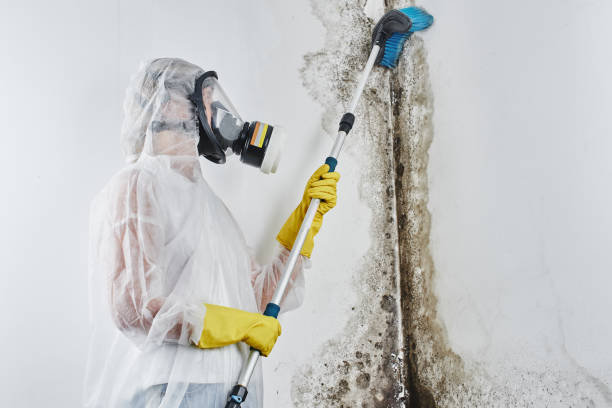 Best Basement Mold Removal in West Hill, OH