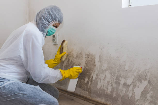 Why You Should Choose Our Mold Remediation Services in West Hill, OH