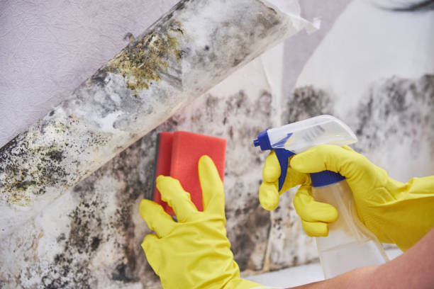 Best Black Mold Removal in West Hill, OH